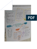 mapa mental de lubricas.docx