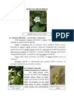 dilleniidae curs 10 Agro  (2018)-1.pdf