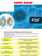 Respiración Celular PDF