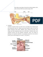 Anatomi Telinga (Modul THT)