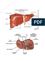 Anatomi Hepar