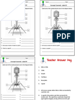 Label The Virus PDF