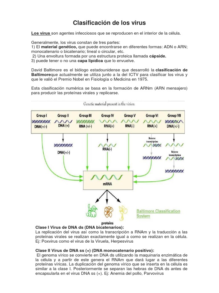 Clasificación de Los Virus | PDF | La transcriptasa inversa | Virus