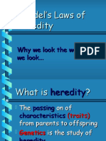 Mendels Laws of Heredity