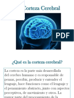 La Corteza Cerebral