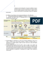 2.2 Ciclo Sexual Femenino