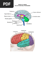 Parts of a Brain Bio.pdf