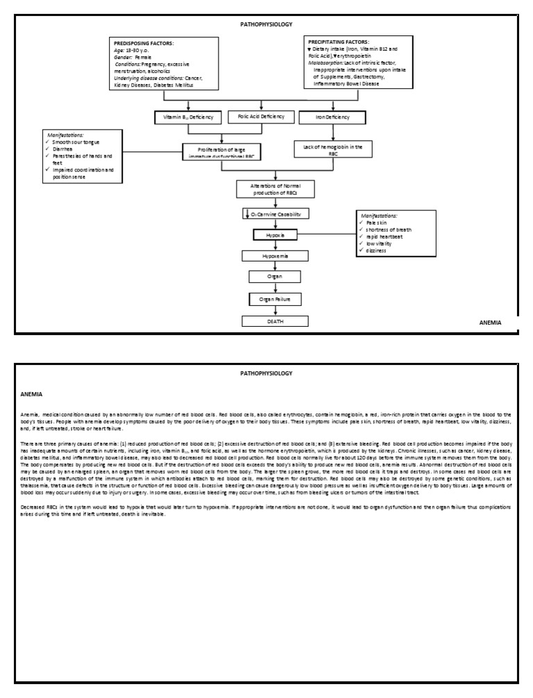 Anemia Pathophysiology PDF Vitamin B12 Anemia