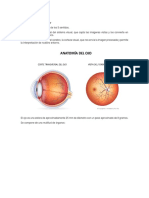 Anatomía Del Globo Ocular