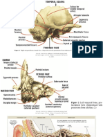 Anatomi Fisiologi Histologi THT