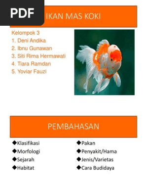 770 Koleksi Andika Memelihara Ikan Mas Koki Dalam Aquarium Pada Suatu Hari Terbaik