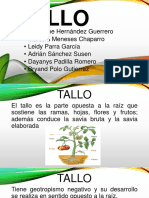 Diapositivas Tallo-1