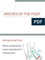 19 Arches of The Foot O