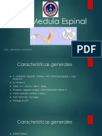 Medula Espinal PDF