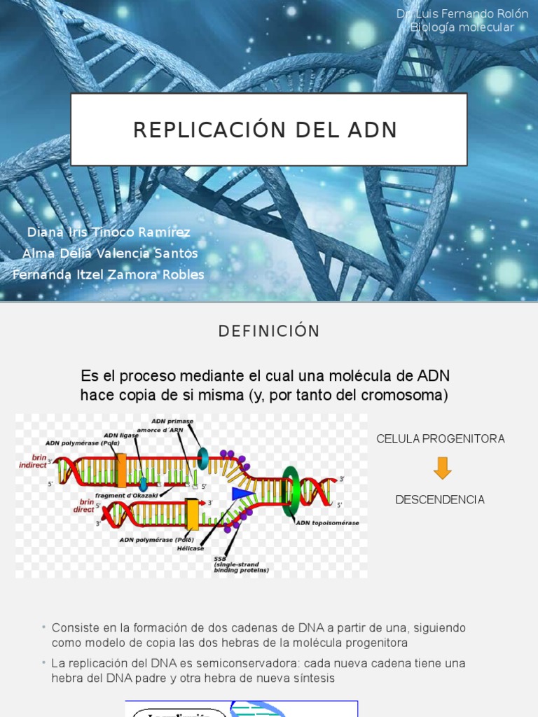 Etapas de la Replicación del ADN | PDF | Replicación De Adn | Adn