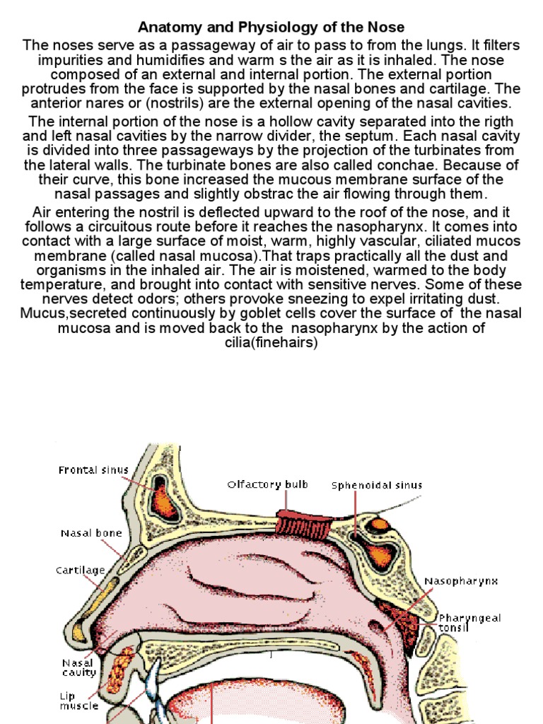 Anatomy and Care of the Nose | PDF | Human Nose | Respiratory System