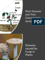 Plant Diseases and Their Characteristic Symptoms
