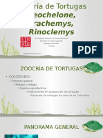 Zoocría de Tortugas Geochelone, Trachemys, Rinoclemys