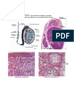 espermatogenesis2-120214114054-phpapp01 (1).pdf