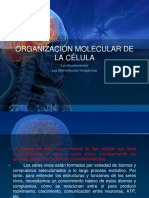 ORGANIZACIÓN MOLECULAR DE LA CÉLULA I
