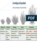 FASE FENOLOGICA PASTIZAL.pptx