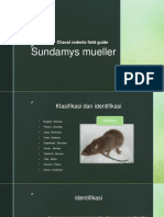 Tikus Sundamys Muelleri