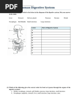 Human Digestive System worksheet