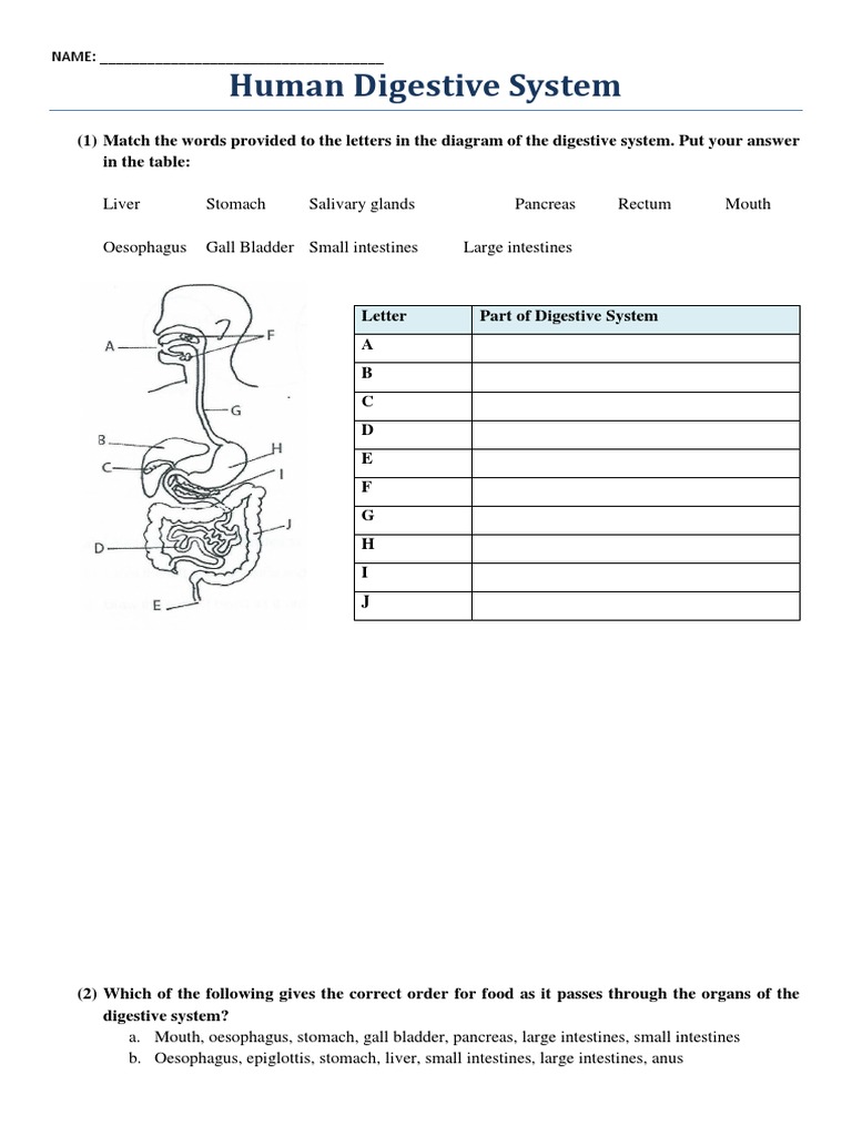 Human Digestive System Diagram Worksheet