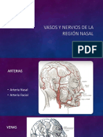 Vasos y Nervios de La Región Nasal