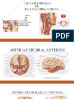 Ramas Terminales Carotida Interna