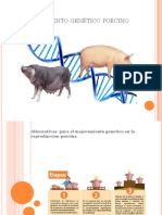 Mejoramiento Genético Porcino