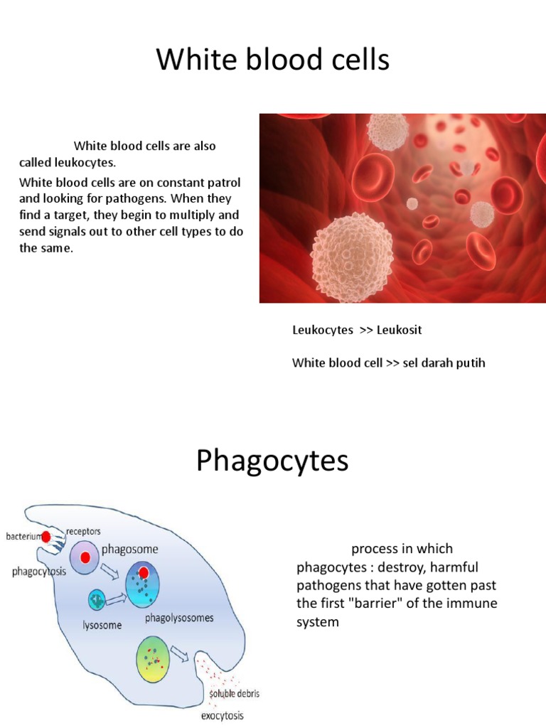 White Blood Cells Tugas | PDF | Phagocyte | White Blood Cell