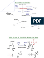 Pathways of Glucose Metabolism: Blood Glucose Rna & Dna