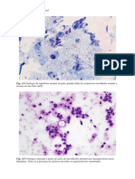 Canine and Feline Skin Cytology-3.en - PT