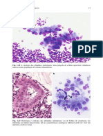 Canine and Feline Skin Cytology-4.en - PT