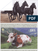 Animale Domestice Din Intreaga Lume - Cartonase - Silvia Ursache PDF