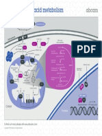 Myocardial Fatty Acid Metabolism