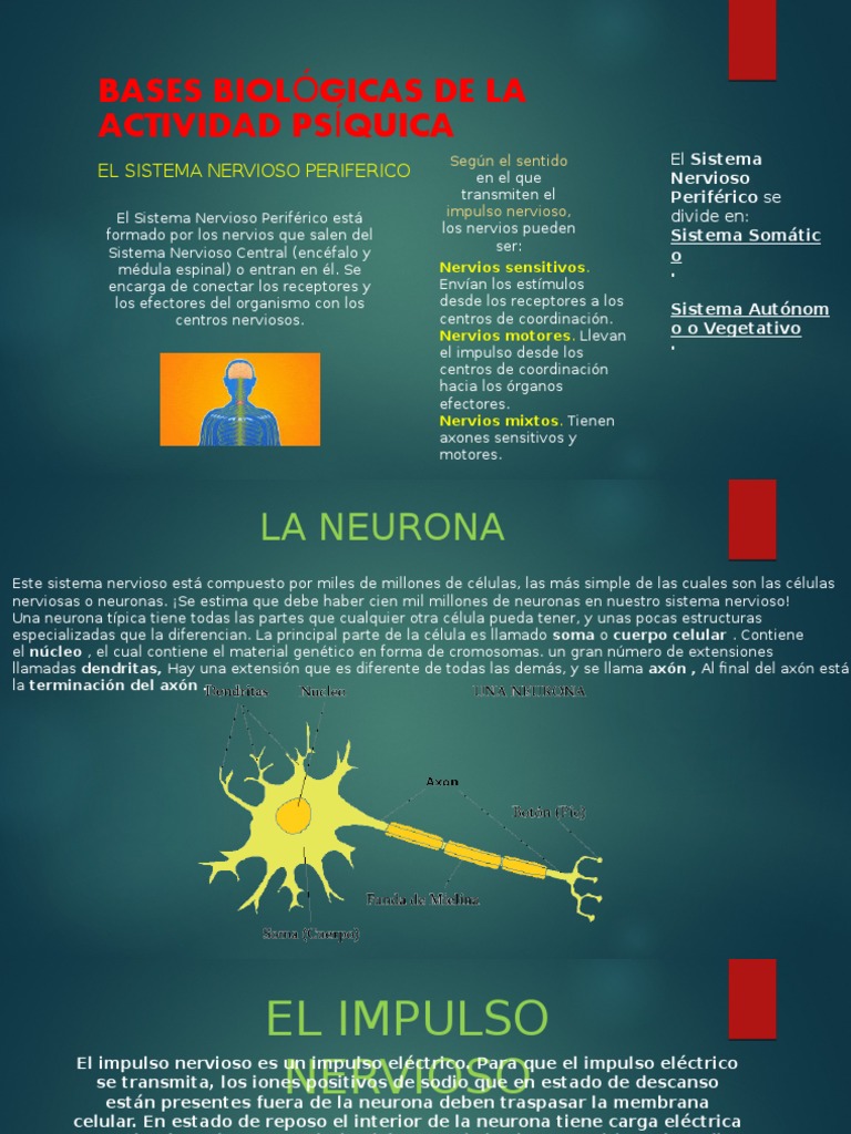 Bases Biológicas de La Actividad Psíquica | PDF | Sistema nervioso ...