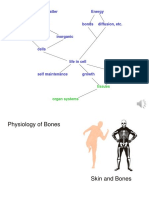 13 (Physiology of Bones)