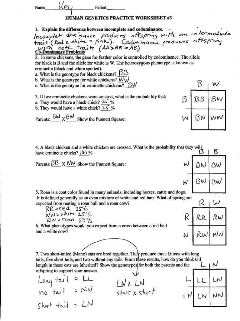 Human Genetics Practice WS Incomplete Codominant Sex Linked ANSWER Regarding Genetics Worksheet Answers Key