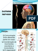 Sistema Nervoso