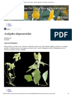 Acalypha alopecuroides maleza costa rica