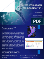 Polimorfismos Cromosoma "Y" y PCR