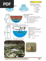 Fish Anatomy: Structure and Functions | PDF