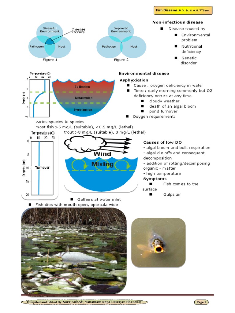 Fish That Won'T Get Sick During Poor Water Circulation