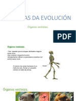 Evolucion 4 ESO BX Órganosvestixiais