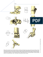 Anatomia Veterinaria Dyce (4 ED) - Páginas-22