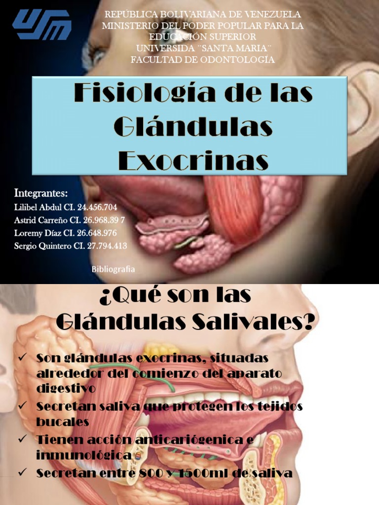 Fisiología de Las Glándulas Exocrinas | PDF | Sistema digestivo | Anatomía