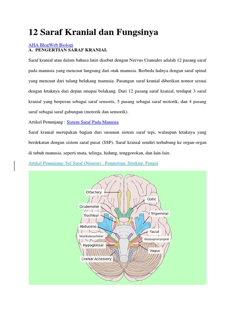 12 Saraf Kranial Dan Fungsinya PDF
