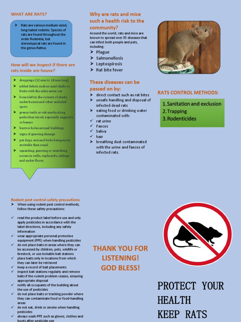Rat Control and Health Risks Guide | PDF | Rat | Rodent